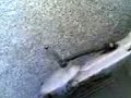 Rumore del mio Zip