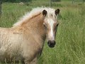 Halflinger Horses-youll be in my heart