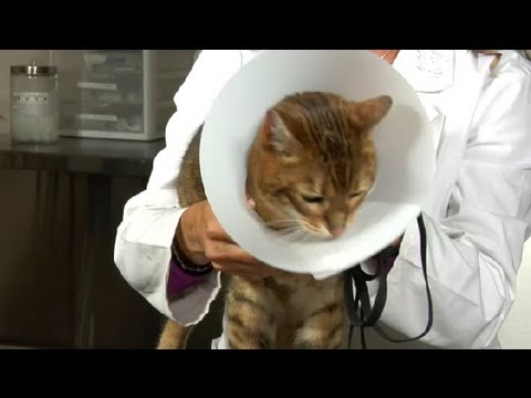 Feline Neutering & Post-Surgery Instructions : Cat Health Care & Behavior