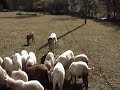 sheep1.0002.mpg