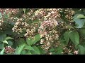 Bees pollinating! Abejas polinizando!