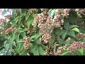 Bees pollinating! Abejas polinizando!