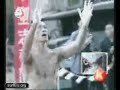 Fox Sports - Teil 2 Fox Sports - Teil 2