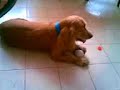 SNAPY  un Coker Spaniel ladrando