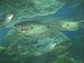 peces-gurami-y-tortu