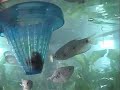 peces-gurami-y-tortu