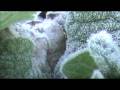 videos de Sugar Coated Weeds