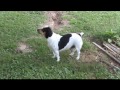 Teddy Roosevelt Terrier aka Bench leg Rat Terrier Teddy Roosevelt Terrier