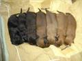 Super-cute-puppies