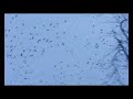 Au parc - les chansons damour