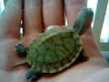 Dimitris my new pet turtle