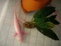 Meine kleinen Axolotl