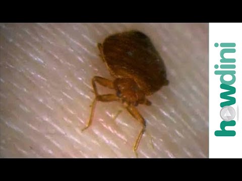 how to check for bed bugs