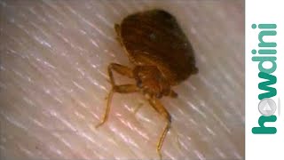How to Prevent Bugs