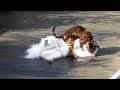 Бенгальский кот и собака