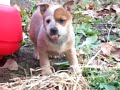 Nikki the Australian Cattle Dog Puppy
