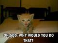 VERY FUNNY CATS PT 1 (OMG LOL HAX)