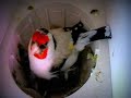 Darrrrek - Breeding carduelis major37