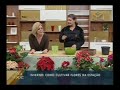 Conheça e aprenda a cuidar das flores de inverno