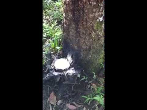 how to plant rubber tree