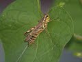 Insect Photography to The Bug Song Insect Photography to The Bug Song