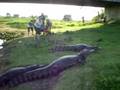 videos de PASSEANDO EM CORUMBÁ