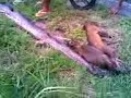 foi morta uma sucuri de 5mts com um guaxinin e uma raposa na barriga.