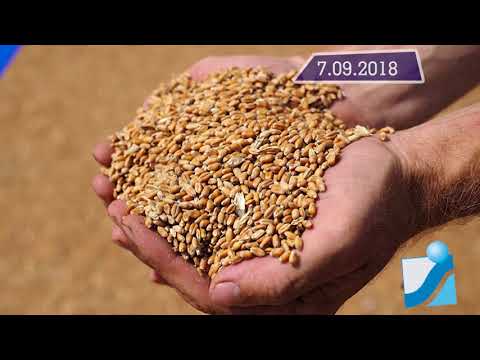 Новостная лента Телеканала Интекс 08.09.18.