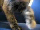 wow kittens and toys