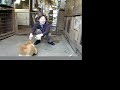 Shiba-inu Friendly-2 Shiba-inu Friendly-2