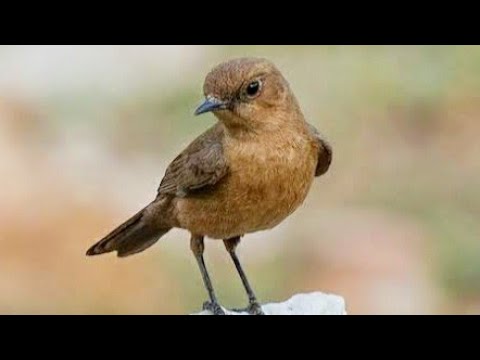 Chat (bird) - The Brown Rock Chat or Indian Chat (Cercomela fusca) is a bird in the chat (Saxicolinae)subfamily and is found mainly in northern and central India and only ...