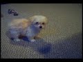 My new Maltese puppy, Ella