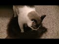 Egon Loves Wolf Mask UNEDITED CLIP 4