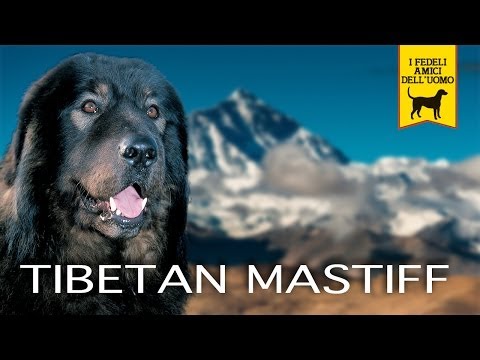 tibetan mastiff