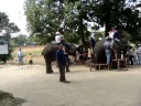 Elephant ride Elephant ride