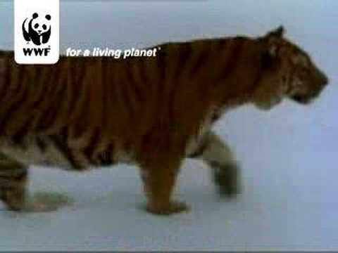Amur (Siberian) Tiger - YouTube