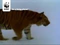 Siberian tiger Siberian tiger