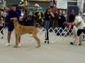 Great Dane Dog Show