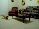 videos de Coffee Table Laps