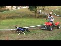 exibhicion carrera de perros trineo sam miguel