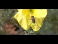 Zweefvlieg verlaat teunisbloem Zweefvlieg verlaat teunisbloem