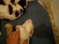 videos de Hearthside Cocker Spaniel Puppies - Bogart and Family
