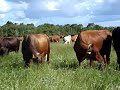 Kalo: Cows grassing on clover in June Kalo: Cows grassing on clover in June