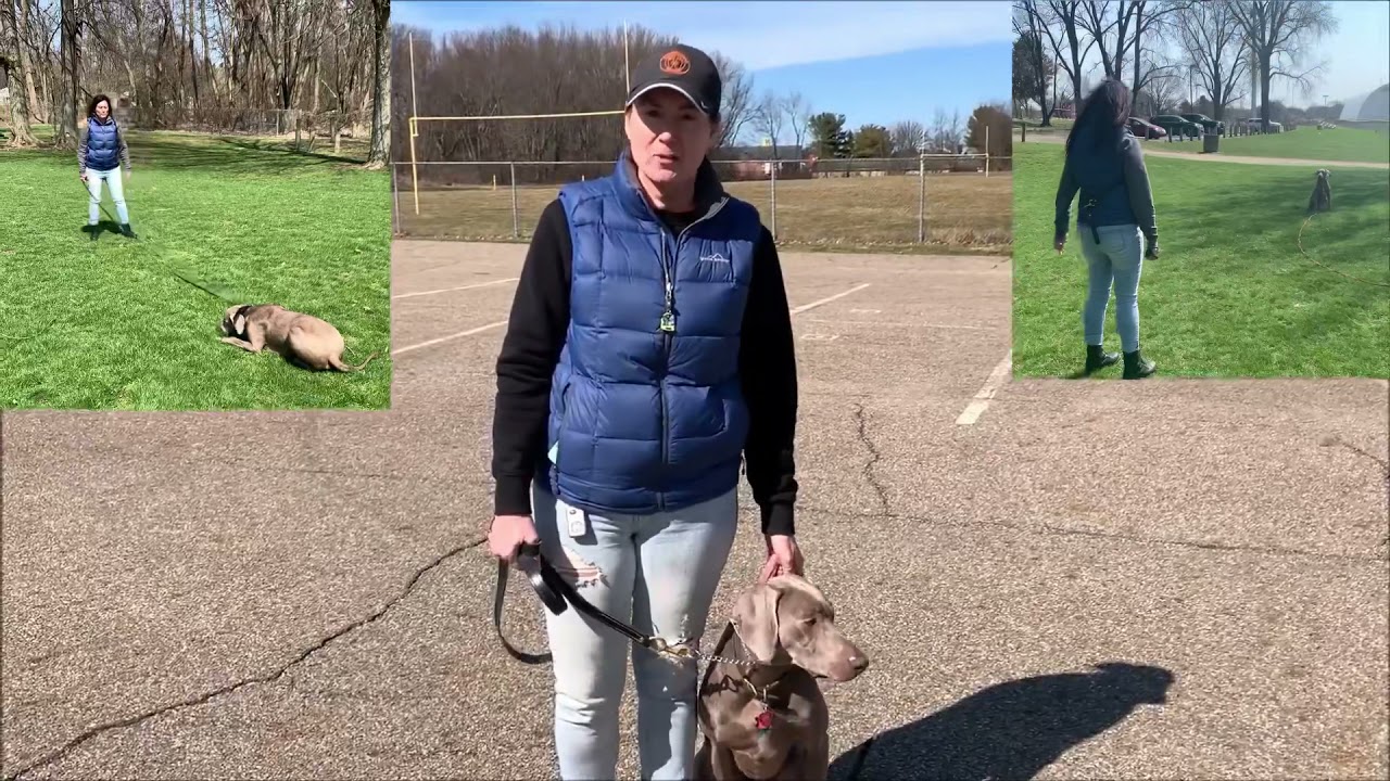 Professional Dog Training - Weimaraner with separation anxiety