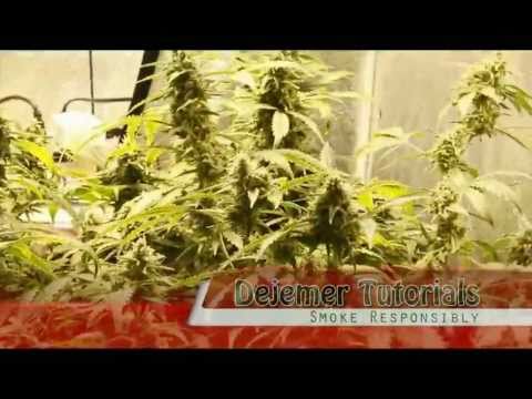 how to cure weed fast