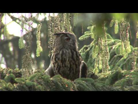 teutoburger - Ein Kurzfilm, der über die Natur und die Möglichkeiten, sie zu erleben, im geplanten Nationalpark Teutoburger Wald berichtet. Im Auftrag des Fördervereins Na...