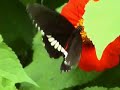 metulj-buterfly metulj-buterfly