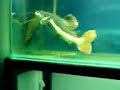 Giant pleco eating giat knifefish Part1 Giant pleco eating giat knifefish Part1
