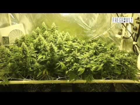 how to express a lemon