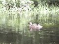 ducklings